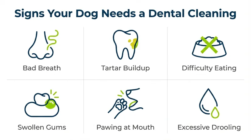 Six warning signs a dog needs dental cleaning — bad breath, tartar buildup, swollen gums, difficulty eating, pawing at mouth, excessive drooling
