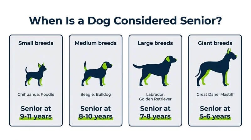 Dog breed size chart showing when small, medium, large, and giant breeds become senior