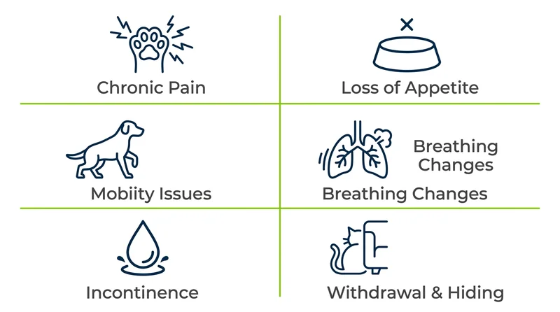 Infographic showing six physical end-of-life signs in pets: chronic pain, appetite loss, mobility loss, labored breathing, incontinence, and withdrawal