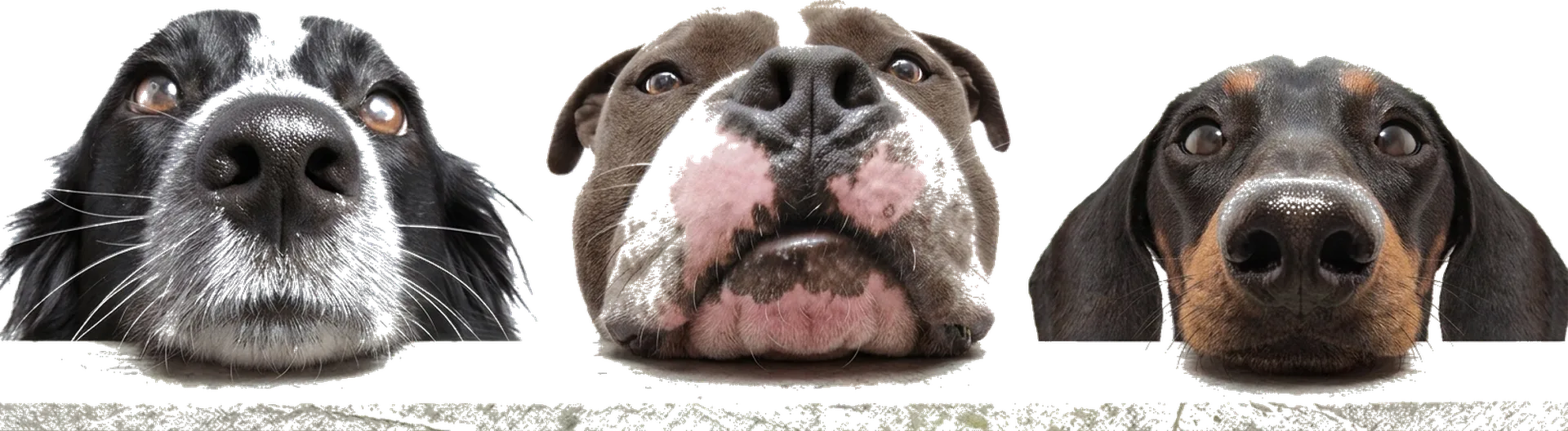 Three dogs